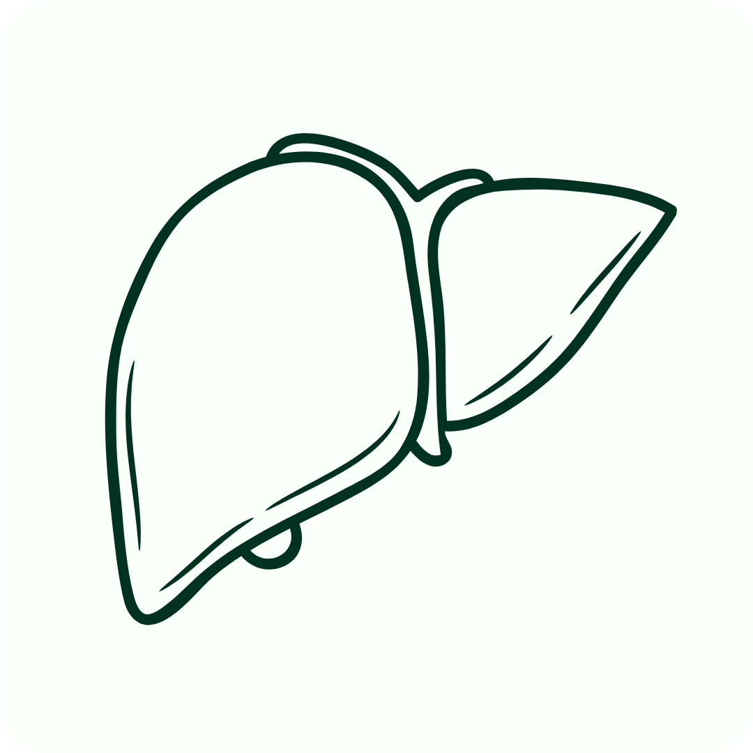 Detox & Levergezondheid